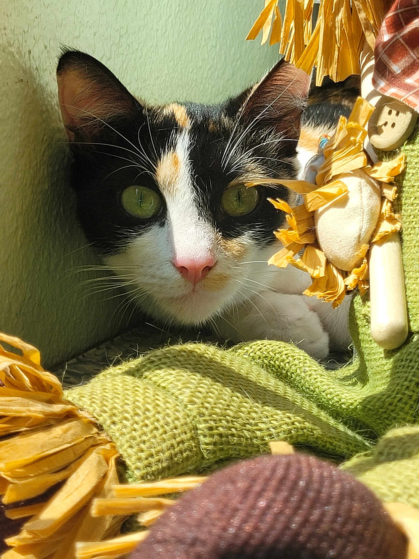 Cali is registered to the contest to win money with this photo: cat, calico, green_eyes, pink_nose, whiskers, sunlight, fabric, knitted, toy, cozy, indoor, texture, closeup, pet, animal, curious, soft, playful, resting, colorful