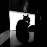 animal, backlighting, black_and_white, black_cat, cat, collar, dramatic_lighting, ears, feline, fur, glowing_eyes, high_contrast, indoor, monochrome, pet, portrait, shadow, sitting, whiskers, wooden_floor