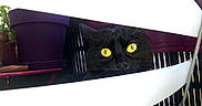 Oscar a rejoint le concours — aidez-le/la à gagner de superbes lots ! animal, black_cat, cage, carrier, cat, close_up, curious, face, feline, fur, outdoor, pet, photography, plant, portrait, purple, slats, whiskers, white, yellow_eyes