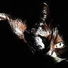 animal, black_cat, black_fur, cat, closeup, dark_background, dramatic_lighting, ears, eyes, face, feline, fur, glowing_eyes, high_contrast, indoors, night, pet, portrait, shadow, whiskers