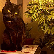Oscar participe au concours pour gagner de l'argent avec cette photo : album_cover, animal, black_cat, cat, feline, flowers, home_decor, indoors, lamp, music, pet, photography, plants, portrait, record_player, sitting, turntable, vinyl, warm_lighting, yellow_eyes
