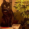 album_cover, animal, black_cat, cat, feline, flowers, home_decor, indoors, lamp, music, pet, photography, plants, portrait, record_player, sitting, turntable, vinyl, warm_lighting, yellow_eyes