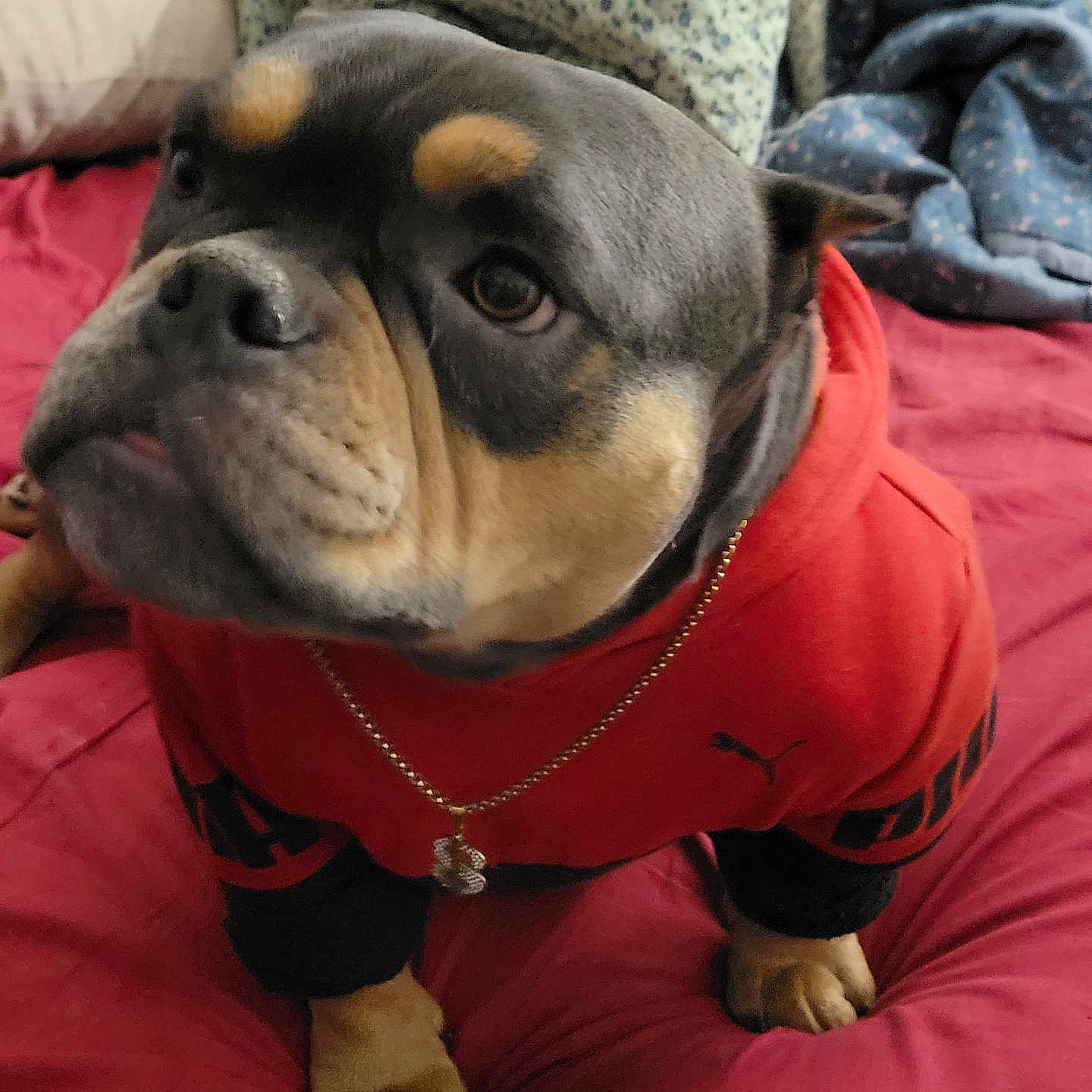 Babies is registered to the contest to win money with this photo: accessories, animal, blanket, boxer, bulldog, canine, couch, cushion, dog, frenchbulldog, furniture, homedecor, hound, indoors, jewelry, necklace, pet, pitbull, pug, puppy