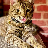 Dio James is registered to the contest to win money with this photo: cat, tabby, tongue_out, collar, bell, pet, feline, whiskers, ears, paws, fur, indoor, brick_wall, resting, closeup, cute, animal, domestic_cat, tabletop, curious
