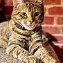 cat, tabby, tongue_out, collar, bell, pet, feline, whiskers, ears, paws, fur, indoor, brick_wall, resting, closeup, cute, animal, domestic_cat, tabletop, curious