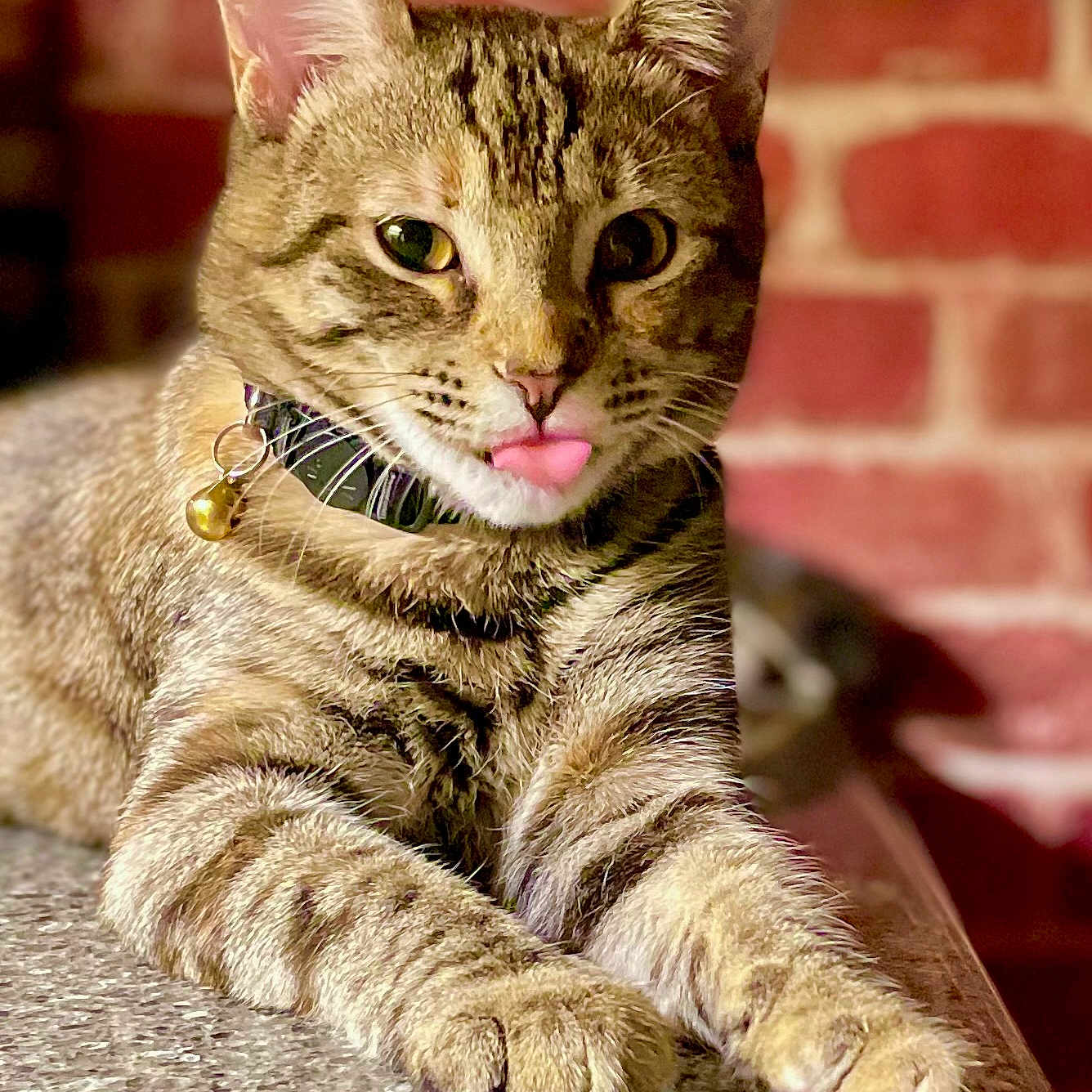 Dio James is registered to the contest to win money with this photo: animal, bell, brick_wall, cat, closeup, collar, curious, cute, domestic_cat, ears, feline, fur, indoor, paws, pet, resting, tabby, tabletop, tongue_out, whiskers