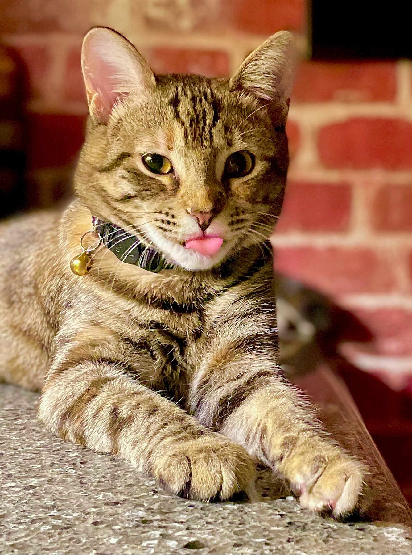 Dio James is registered to the contest to win money with this photo: cat, tabby, tongue_out, collar, bell, pet, feline, whiskers, ears, paws, fur, indoor, brick_wall, resting, closeup, cute, animal, domestic_cat, tabletop, curious