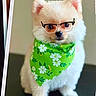 dog, white, fluffy, bandana, green, floral, glasses, pet, cute, small_dog, portrait, indoor, animal, sitting, adorable, accessory, face, fur, eyes, nose