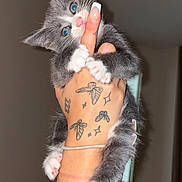 Zeno is registered to the contest to win money with this photo: kitten, cat, pet, animal, hand, tattoo, blue_eyes, claw, paw, nail, furry, cute, playful, indoor, close_up, person, holding, grip, pink_paw, fluffy