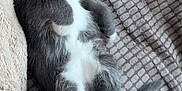 Zeno joined the competition — help win amazing prizes! kitten, cat, sleeping, gray, white, fur, pet, cozy, blanket, soft, cute, animal, resting, domestic_cat, paw, whiskers, indoors, nap, feline, young