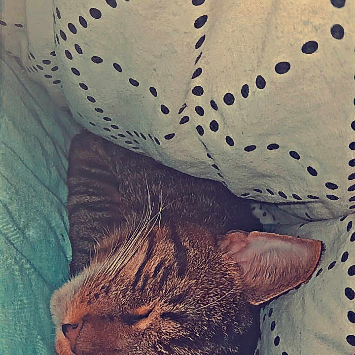 Tigrou participe au concours pour gagner de l'argent avec cette photo : abyssinian, animal, armchair, bed, bedroom, blanket, cat, chair, couch, cushion, furniture, homedecor, kitten, linen, manx, pattern, person, pet, quilt, sleeping
