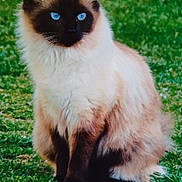 Lily is registered to the contest to win money with this photo: cat, siamese, blue_eyes, fluffy, sitting, outdoor, grass, pet, animal, feline, nature, fur, cute, portrait, mammal, domestic, whiskers, alert, daylight, garden