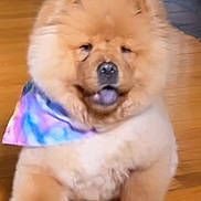 Grizzly joined the competition — help win amazing prizes! dog, puppy, chow_chow, fluffy, indoor, wooden_floor, bandana, tie_dye, walking, pet, cute, animal, fur, tongue_out, young, mammal, companion, playful, adorable, canine