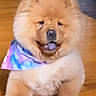 dog, puppy, chow_chow, fluffy, indoor, wooden_floor, bandana, tie_dye, walking, pet, cute, animal, fur, tongue_out, young, mammal, companion, playful, adorable, canine
