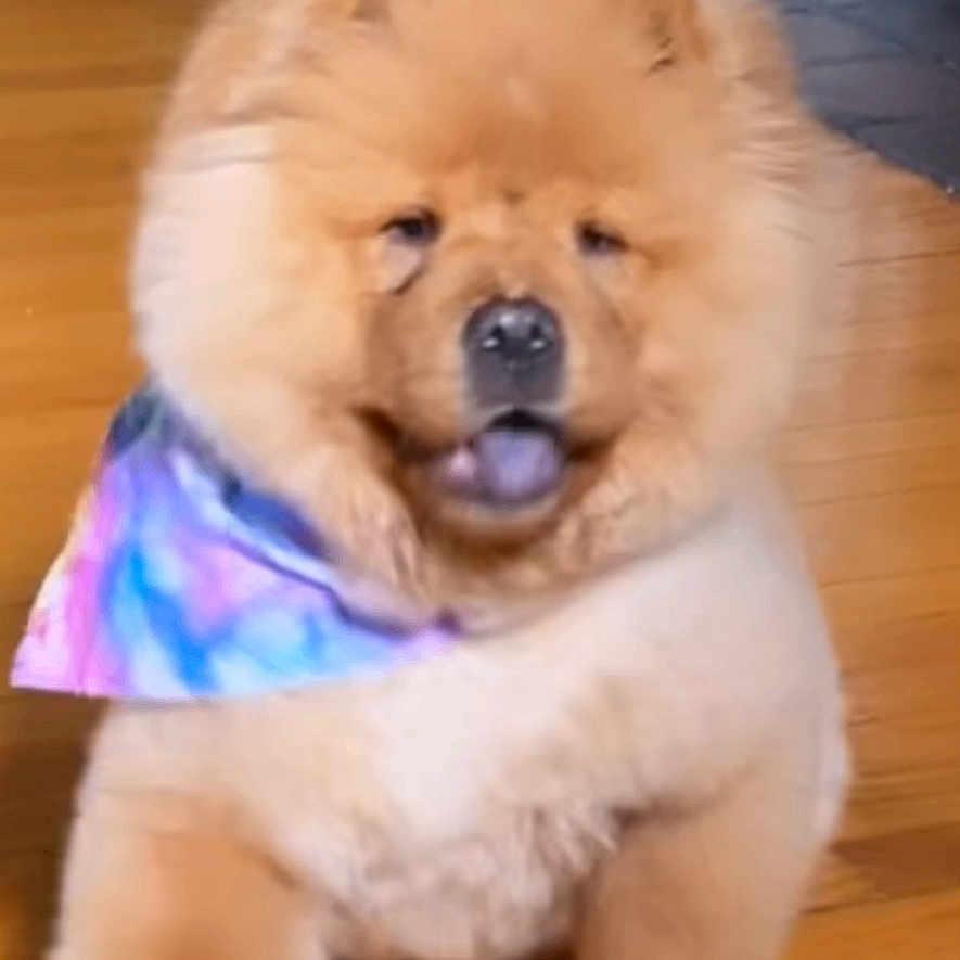 Grizzly joined the competition — help win amazing prizes! dog, puppy, chow_chow, fluffy, indoor, wooden_floor, bandana, tie_dye, walking, pet, cute, animal, fur, tongue_out, young, mammal, companion, playful, adorable, canine