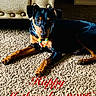 dog, carpet, indoor, furniture, toy, black_and_tan, pet, animal, laying_down, close_up, floor, studs, decor, mothers_day, text_overlay, colorful, cute, domestic, canine, resting