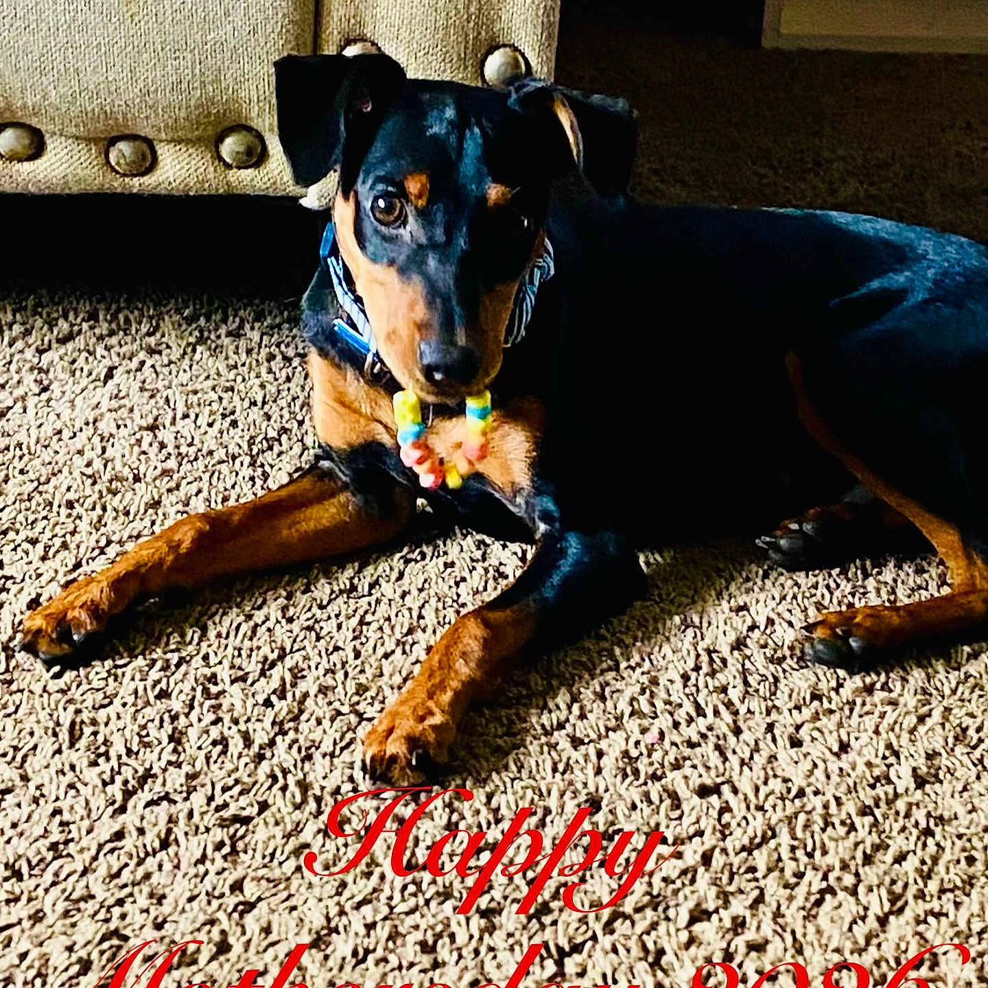 Killer joined the competition — help win amazing prizes! dog, carpet, indoor, furniture, toy, black_and_tan, pet, animal, laying_down, close_up, floor, studs, decor, mothers_day, text_overlay, colorful, cute, domestic, canine, resting
