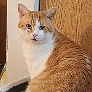 Garfield is registered to the contest to win money with this photo: cat, orange_cat, white_cat, pet, indoor, feline, fur, whiskers, animal, domestic_animal, looking, sitting, wooden_door, door, wall, closeup, side_view, cute, alert, house