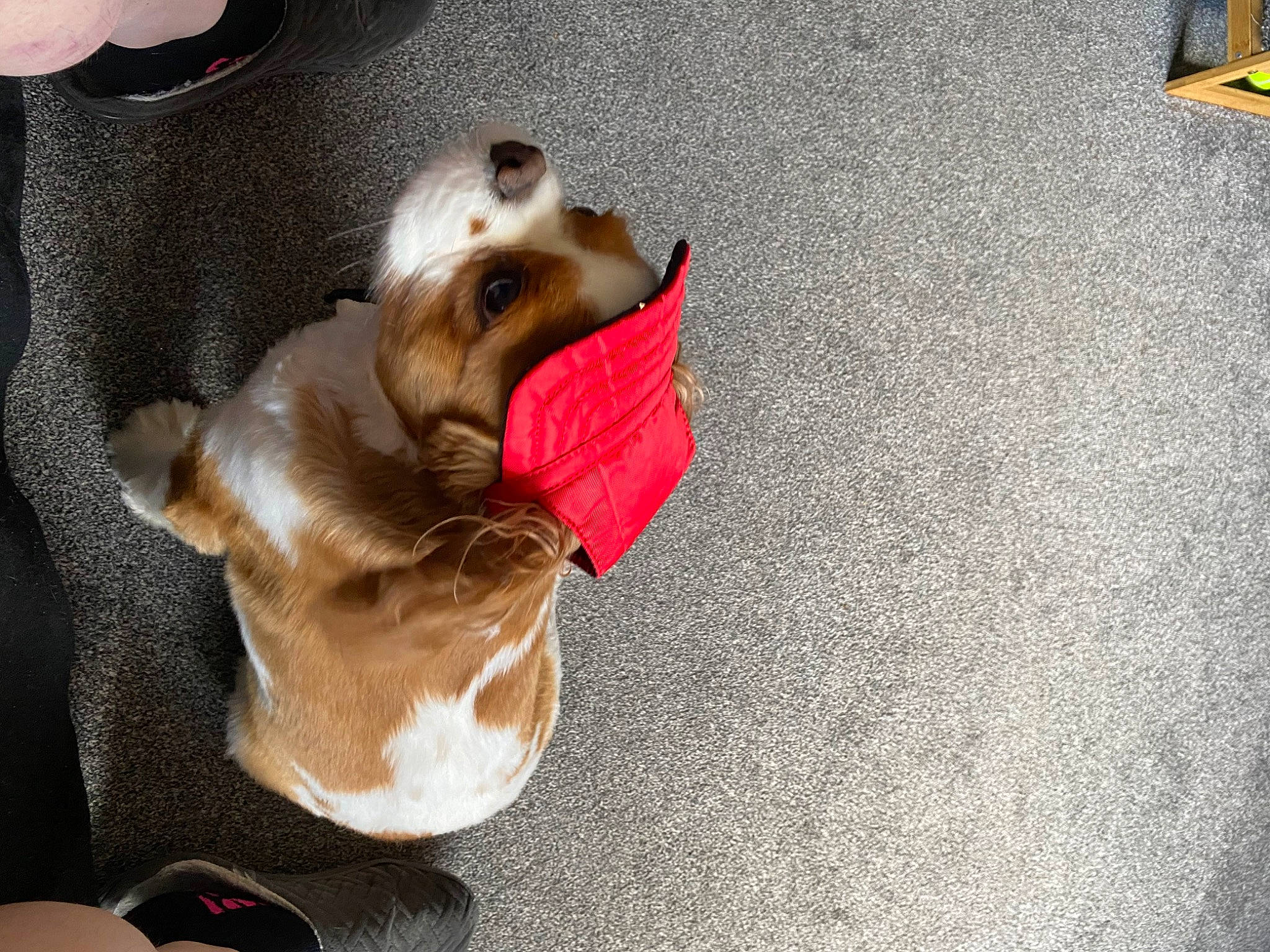 Merlin is registered to the contest to win money with this photo: asphalt, carnivore, collar, companion_dog, dog, dog_breed, dog_clothes, dog_collar, dog_supply, fawn, felidae, flooring, leash, pet_supply, road_surface, small_to_medium_sized_cats, tail, toy_dog, whiskers, working_animal