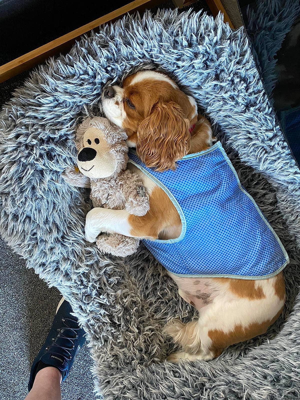 Merlin is registered to the contest to win money with this photo: canidae, carnivore, companion_dog, dog, dog_breed, dog_clothes, dog_supply, fashion_accessory, fawn, fur, pet_supply, plush, puppy_love, snout, spaniel, sporting_group, stuffed_toy, toy, toy_dog, working_animal