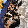 Freyja a rejoint le concours — aidez-le/la à gagner de superbes lots ! animal, bed, calico, cat, closeup, comfort, cozy, cute, fluffy_blanket, fur, indoor, kitten, nap, paw, pet, relaxed, resting, sleeping, soft, whiskers