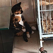 Freyja a rejoint le concours — aidez-le/la à gagner de superbes lots ! animal_bedding, animal_interaction, cage_bars, calico_cat, chinchilla, companion_animals, curious_cat, domestic_animal, feline, floor, fur, home_interior, indoor, natural_light, pet_cage, pet_wheel, quiet, small_pet, wallpaper, whiskers