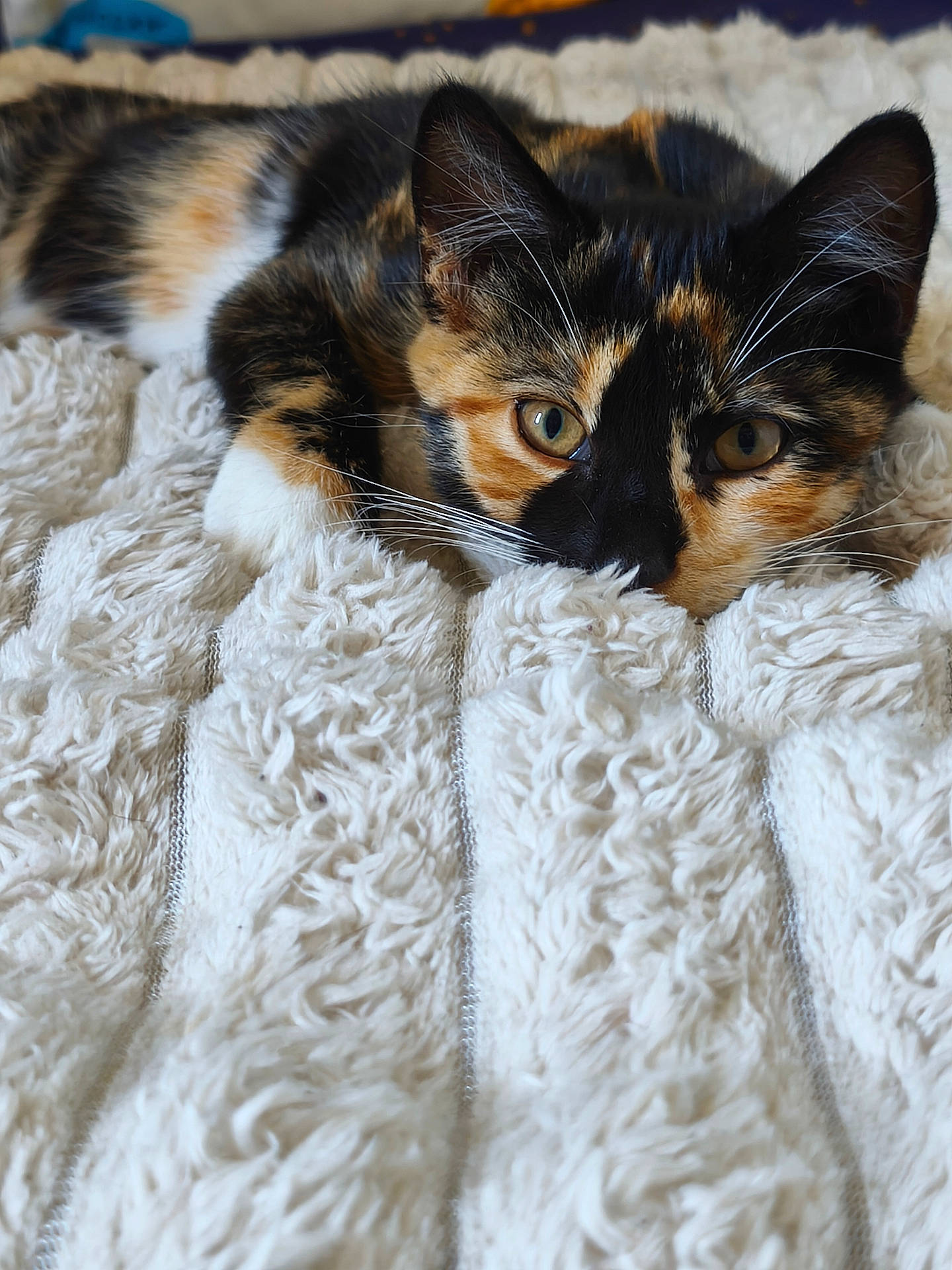Freyja a rejoint le concours — aidez-le/la à gagner de superbes lots ! animal, animal_face, blanket, calico, cat, closeup, comfort, cozy, cute, eyes, fluffy, fur, home, indoor, pet, relaxing, resting, soft, texture, whiskers