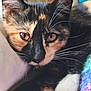 Freyja participe au concours pour gagner de l'argent avec cette photo : animal, calico, cat, close_up, colorful_blanket, cozy, curious, cute, eyes, fur, indoor, kitten, paw, pet, portrait, relaxed, resting, soft, whiskers, young