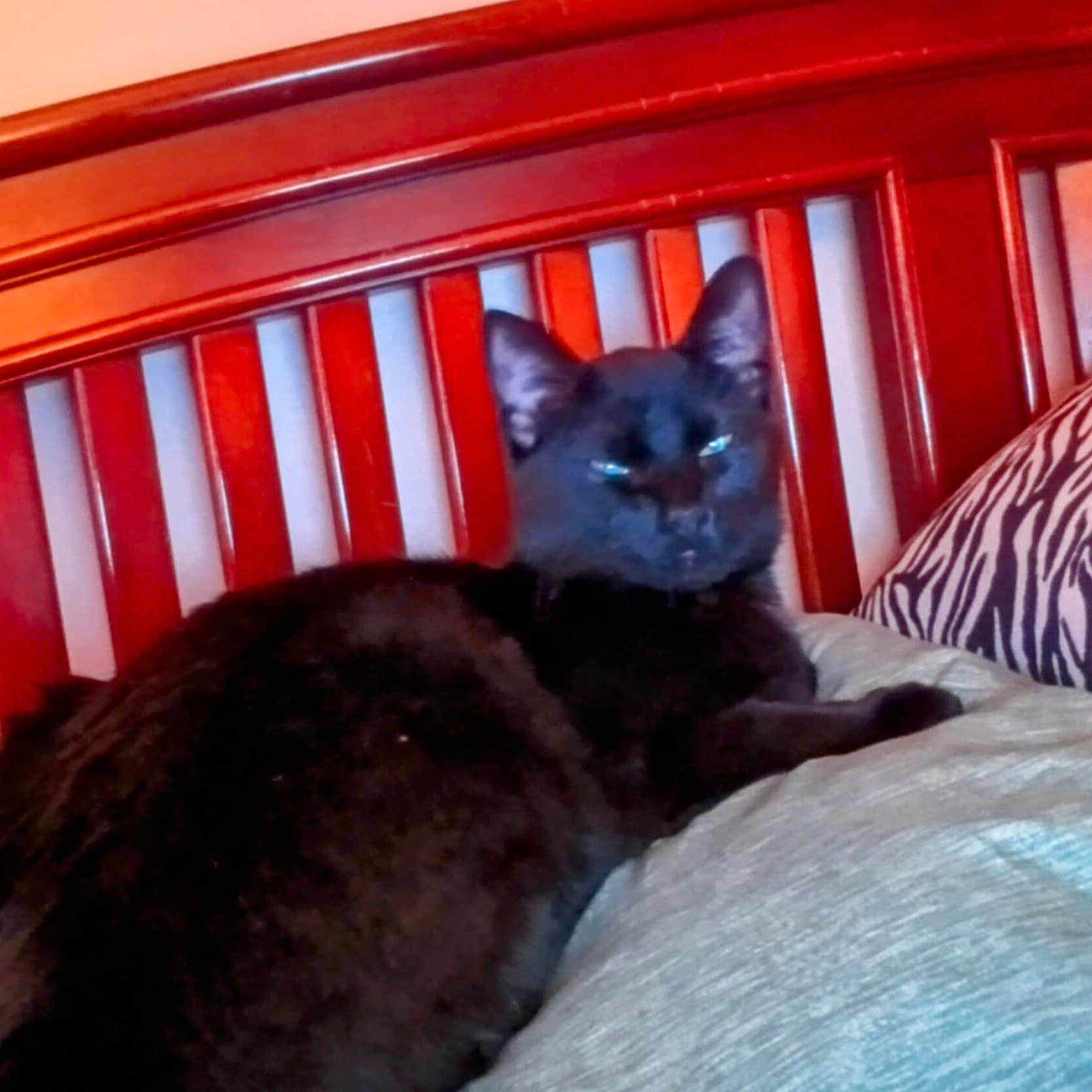 Raven is registered to the contest to win money with this photo: animal, bed, bedroom, blackcat, cat, couch, crib, cushion, furniture, homedecor, indoors, infantbed, interiordesign, kitten, manx, person, pet, quilt, room, sleeping