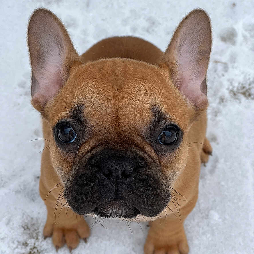 Bella joined the competition — help win amazing prizes! adorable, animal, canine, close_up, cute, dog, ears, face, french_bulldog, fur, looking_up, mammal, nose, outdoor, pet, puppy, small_dog, snow, whiskers, winter