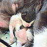 Queen Mj joined the competition — help win amazing prizes! kittens, cats, newborn, sleeping, cuddling, fluffy, fur, black_and_white, pink_nose, pink_paws, litter, pile, nap, adorable, pet, animal, close_up, cozy, blanket, indoor