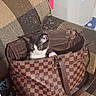 Queen Mj joined the competition — help win amazing prizes! kitten, cat, black_and_white, pet, animal, bag, handbag, checkered, fashion, sitting, paws, face, whiskers, pink_nose, eyes, indoors, chair, portrait, cute, playful
