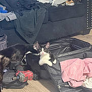 Queen Mj joined the competition — help win amazing prizes! cat, cats, kitten, black_and_white, tortoiseshell, animal, pet, suitcase, luggage, clothing, fabric, couch, living_room, indoor, floor, power_tool, drill, travel, curious, portrait