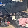 cat, cats, kitten, black_and_white, tortoiseshell, animal, pet, suitcase, luggage, clothing, fabric, couch, living_room, indoor, floor, power_tool, drill, travel, curious, portrait