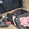 cat, kitten, tuxedo_cat, pet, animal, face, eyes, whiskers, black_and_white, suitcase, luggage, clothing, pink_shirt, shoe, power_tool, drill, wood_floor, couch, indoors, travel