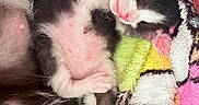 Queen Mj joined the competition — help win amazing prizes! kittens, cats, black_and_white, sleeping, newborn, baby_animals, furry, pink_nose, pink_paws, whiskers, curled_up, cozy, blanket, colorful, soft, close_up, indoor, resting, adorable, nap
