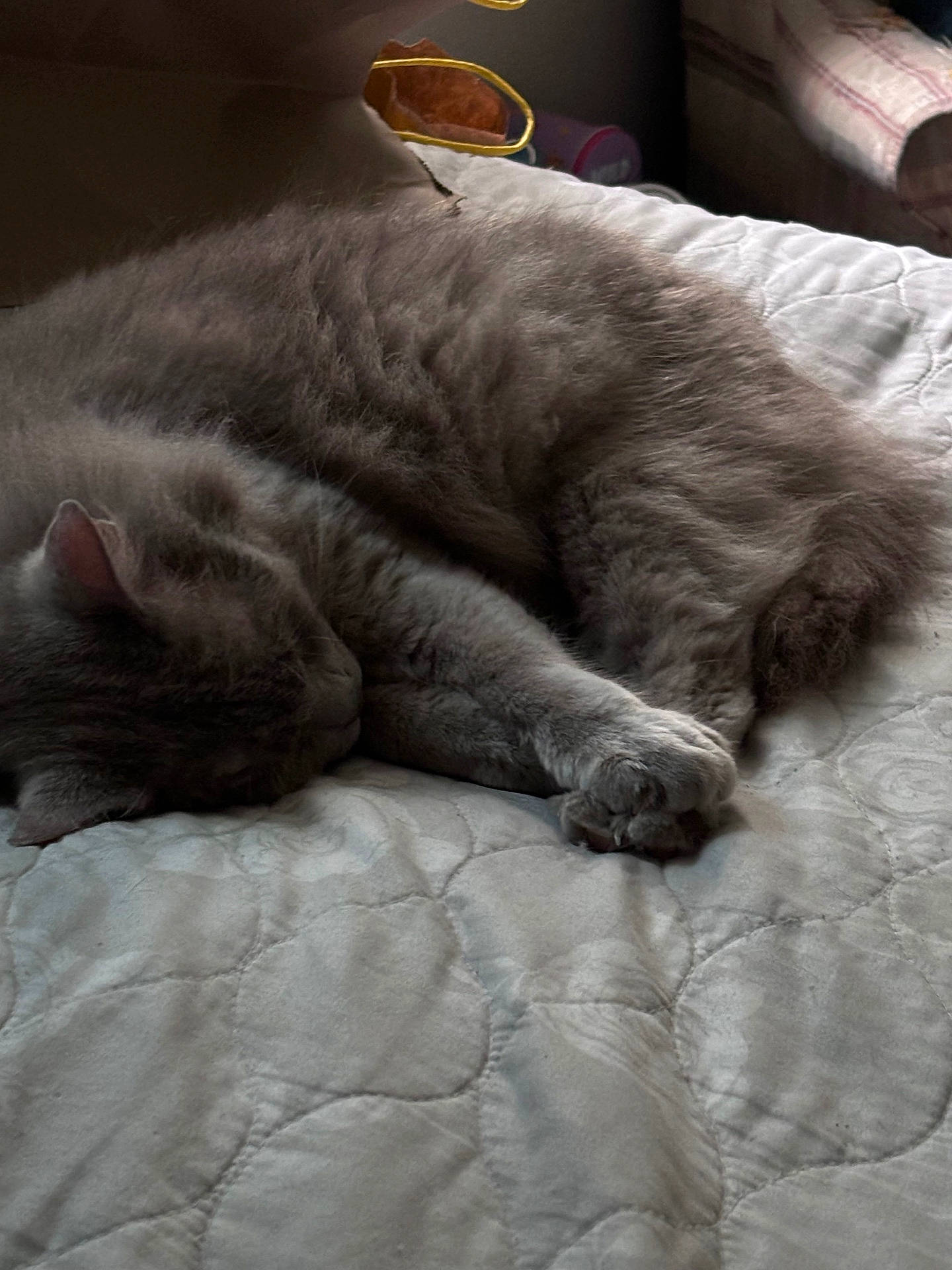 King Luciano joined the competition — help win amazing prizes! abyssinian, angora, animal, bed, bedroom, blanket, cat, couch, cushion, furniture, homedecor, indoors, kitten, linen, manx, person, pet, quilt, room, sleeping