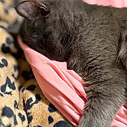 Sir Santana is registered to the contest to win money with this photo: cat, gray_cat, sleeping, sleepy, pet, feline, fur, whiskers, ear, paw, pink_blanket, leopard_print, bedding, cozy, indoors, close_up, portrait, relaxed, nap, soft_texture