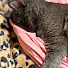 cat, gray_cat, sleeping, sleepy, pet, feline, fur, whiskers, ear, paw, pink_blanket, leopard_print, bedding, cozy, indoors, close_up, portrait, relaxed, nap, soft_texture