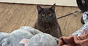 Sir Santana is registered to the contest to win money with this photo: cat, charcoal_cat, pet, animal, feline, sitting, portrait, yellow_eyes, pointed_ears, whiskers, indoor, bedroom, wooden_floor, blanket, plush_toy, stuffed_animal, red_blanket, fan, home, cozy
