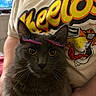 cat, black_cat, pet, animal, portrait, close_up, whiskers, ears, eyes, headband, pink, furry, sitting, indoor, person, t_shirt, cartoon, colorful, home, photography