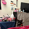 Sir Santana joined the competition — help win amazing prizes! cat, gray_cat, pet, animal, bedroom, blanket, pink_blanket, television, tv, furniture, sunglasses, baseball_cap, hello_kitty, shelf, dresser, water_bottle, lamp, decorations, colorful, indoors