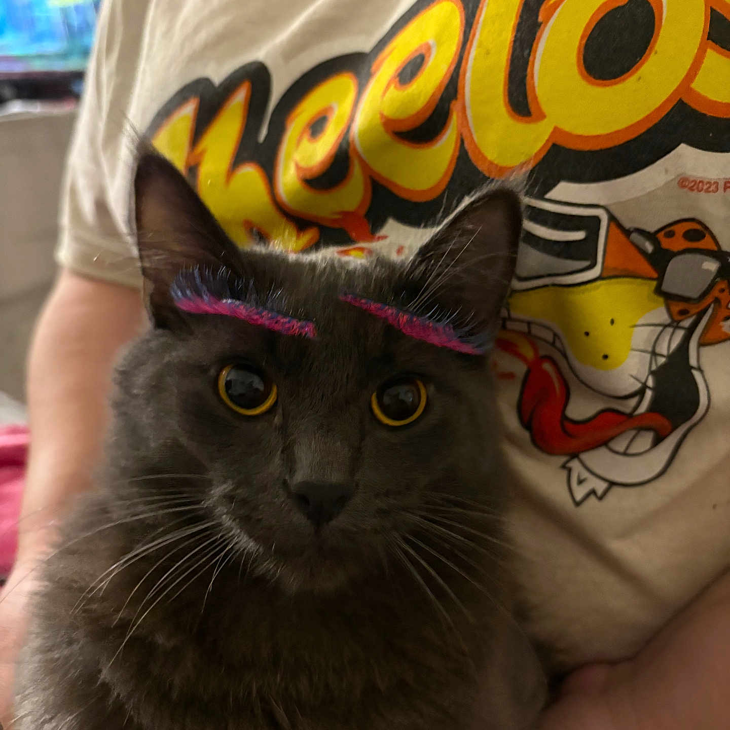 Sir Santana joined the competition — help win amazing prizes! cat, black_cat, pet, animal, feline, whiskers, yellow_eyes, pink_headband, close_up, portrait, sitting, indoor, person, human, t_shirt, cartoon, colorful, home, cute, photography