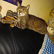 Vanille a rejoint le concours — aidez-le/la à gagner de superbes lots ! abyssinian, animal, architecture, armchair, building, cat, chair, couch, cushion, furniture, homedecor, indoors, kitten, livingroom, manx, person, pet, room, tiger, toy
