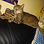 abyssinian, animal, architecture, armchair, building, cat, chair, couch, cushion, furniture, homedecor, indoors, kitten, livingroom, manx, person, pet, room, tiger, toy