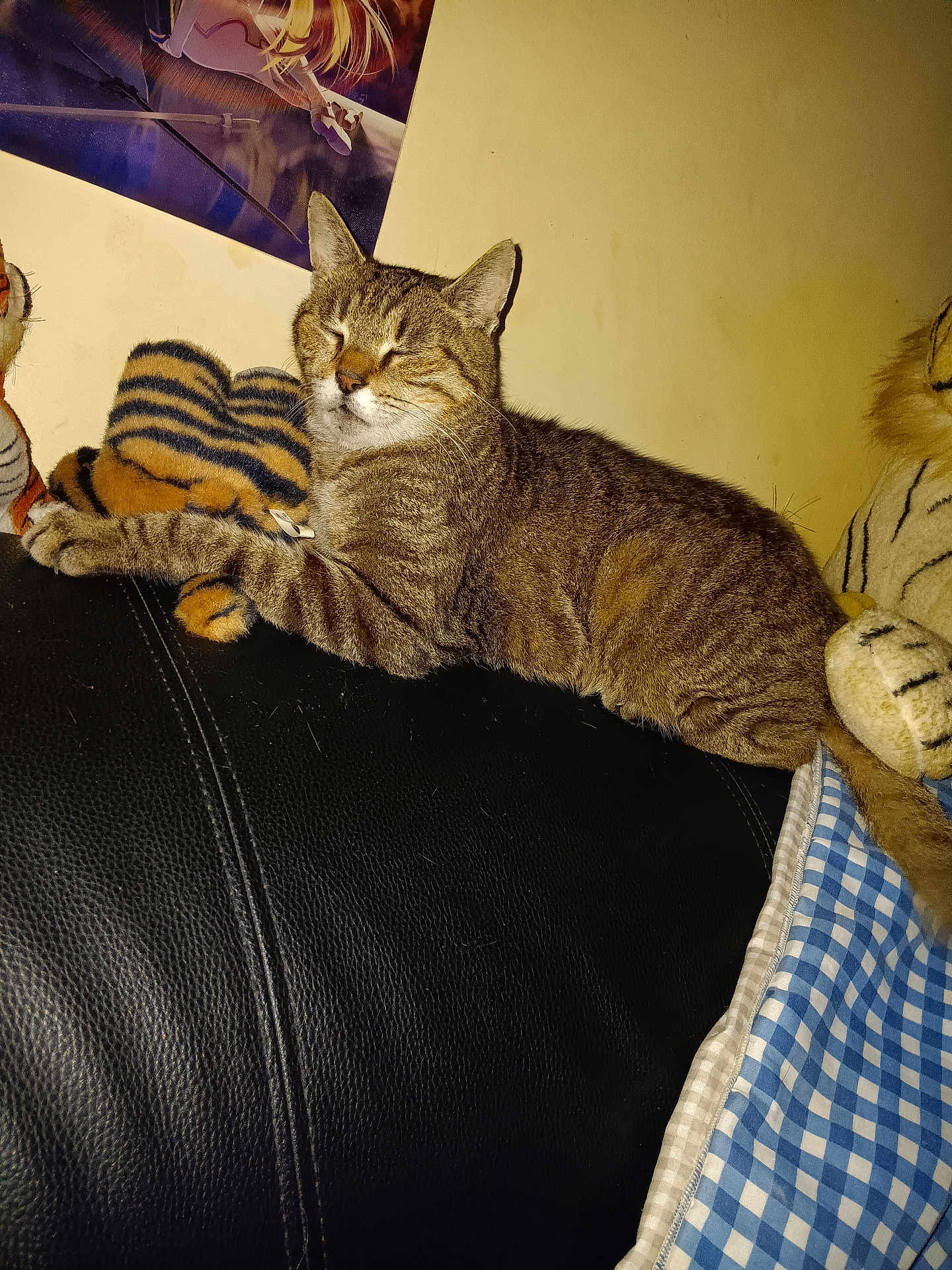 Vanille a rejoint le concours — aidez-le/la à gagner de superbes lots ! abyssinian, animal, architecture, armchair, building, cat, chair, couch, cushion, furniture, homedecor, indoors, kitten, livingroom, manx, person, pet, room, tiger, toy