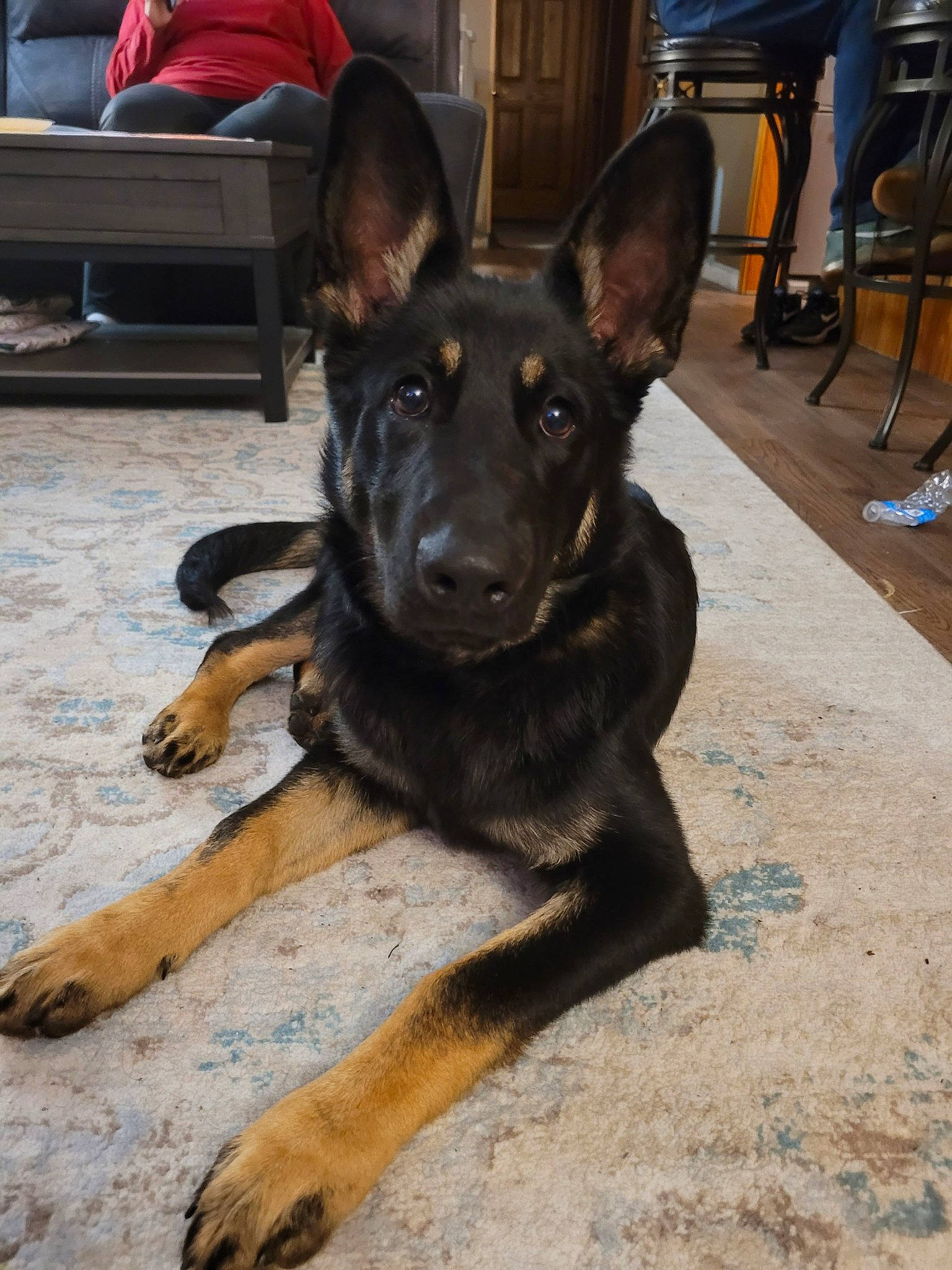 Kash joined the competition — help win amazing prizes! canidae, carnivore, chair, companion_dog, couch, dog, dog_breed, east_european_shepherd, fawn, flooring, german_shepherd_dog, guard_dog, hardwood, herding_dog, law_enforcement, luggage_and_bags, snout, sporting_group, working_animal, working_dog