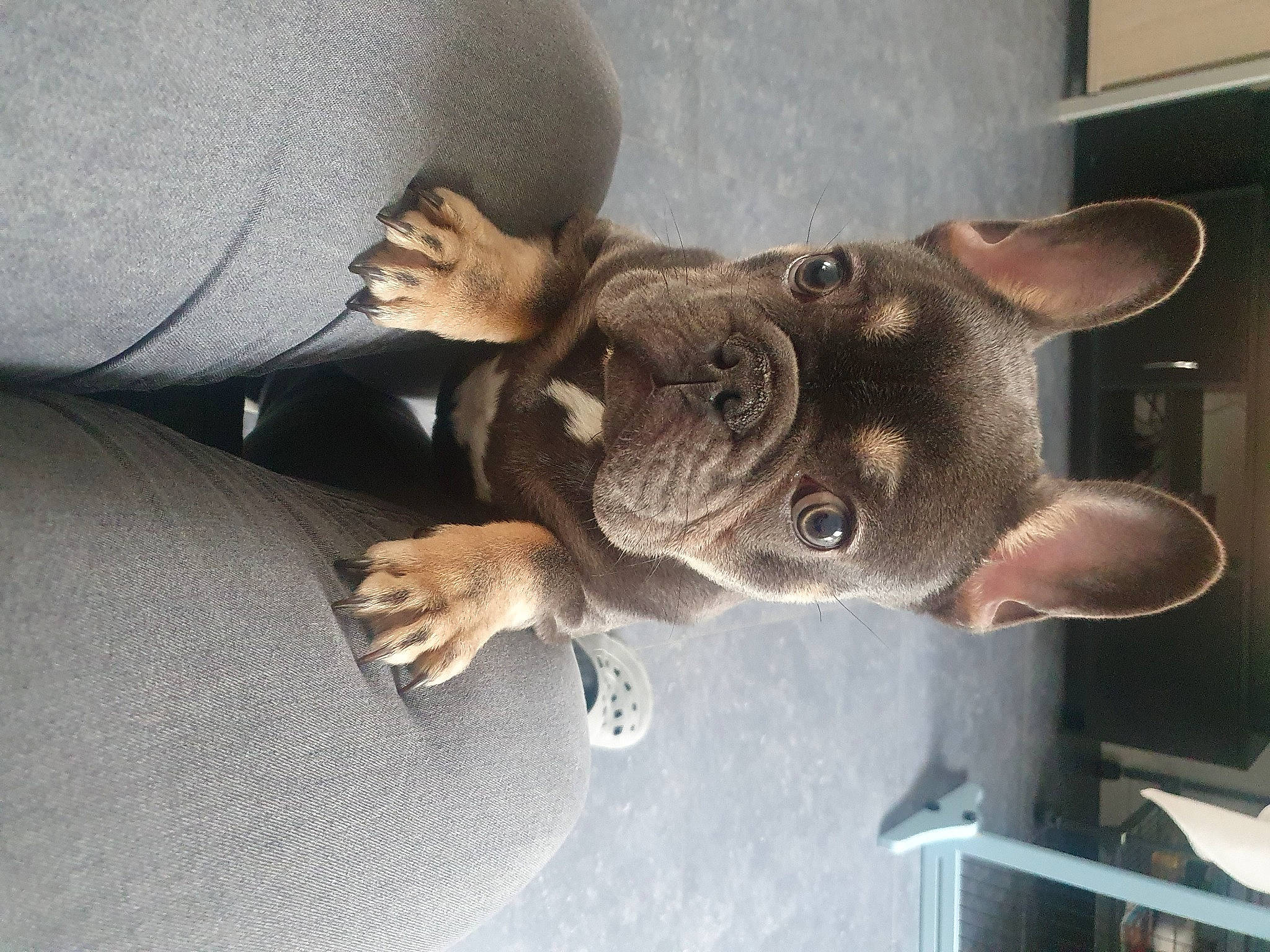 Groot a rejoint le concours — aidez-le/la à gagner de superbes lots ! carnivore, cat, comfort, dog_breed, domestic_short_haired_cat, ear, fawn, felidae, gesture, metal, russian_blue, selfie, small_to_medium_sized_cats, snout, sporting_group, vehicle, whiskers, window, wood, working_animal