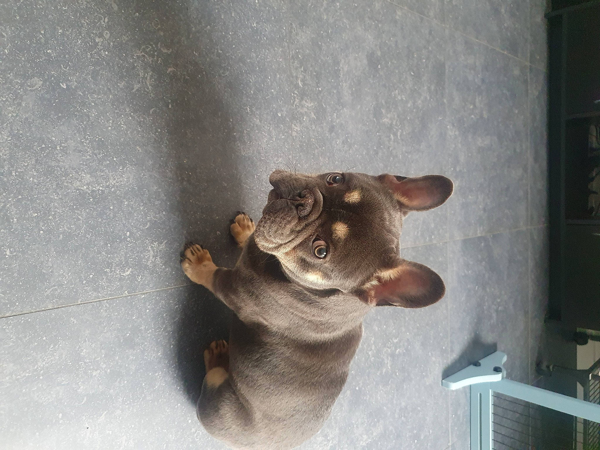 Groot a rejoint le concours — aidez-le/la à gagner de superbes lots ! animal_figure, art, domestic_short_haired_cat, eye, fawn, felidae, fish, fur, plant, sculpture, small_to_medium_sized_cats, snout, stuffed_toy, tail, terrestrial_animal, toy, visual_arts, whiskers, wood, working_animal