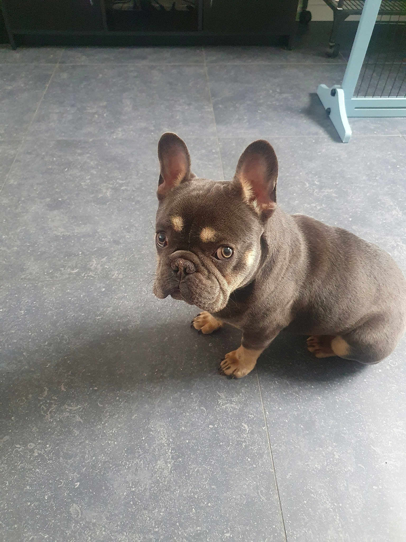 Groot